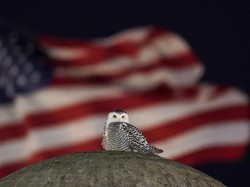 9 Jenis Burung Hantu Baru Telah Ditemukan di Illinois, Ini yang Paling Langka