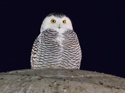 6 Hewan Ini Dikenal Suka Menyendiri, Bisa Tebak?