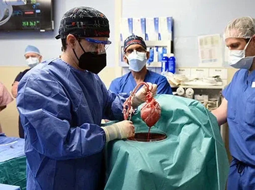 Sebelum Meninggal, Pasien Cangkok Jantung Babi Alami Infeksi-Gagal Organ