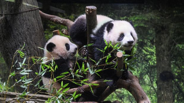 In this photo provided by Tokyo Zoological Park Society, Japanese-born twin pandas Xiao Xiao, right, and Lei Lei, left,  are seen together at Ueno Zoo in Tokyo, on Jan. 10, 2022. The twin pandas are now six months old and making a long-waited debut to the public, but only for three days as the zoo is closing amid the omicron upsurge.(Tokyo Zoological Park Society via AP )