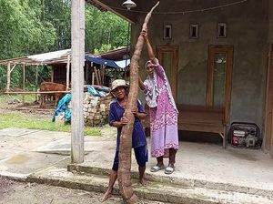 Jumbo! Warga Rembang Panen Ketela Panjangnya 2,6 Meter Jumbo! Warga Rembang Panen Ketela Panjangnya 2,6 Meter