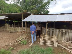 Waspada! Marak Pencurian Hewan Ternak di Blitar