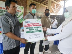 Selain Panen Porang, Petani di KPH Lawu Juga Dapat Uang Sharing Ratusan Juta
