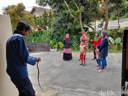 Ngeri! Lima Kali Warga Sukabumi Temukan Ular Koros di Dalam Rumah
