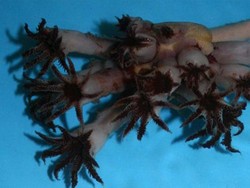 Di Kedalaman 2.000 Meter, Peneliti Temukan Spesies Baru Berbentuk Aneh