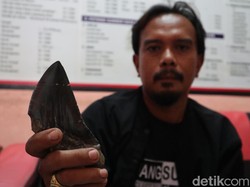 Benda Diduga Fosil Gigi Hiu Purba Megalodon Ditemukan di Majalengka