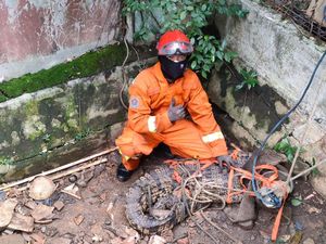 Damkar Evakuasi Buaya Muara 2,5 Meter dari Kandang Prabowo Warga Jaktim