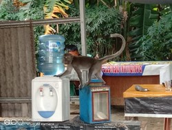 Monyet Berkeliaran Bikin Takut Warga Bogor, Acak-acak Rumah dan Warung