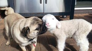 Potret Gemas Bukti Hewan Beda Jenis Bisa Bersahabat