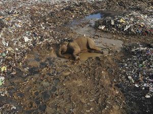 Sedih Banget! Makin Banyak Gajah Mati Akibat Makan Sampah Plastik