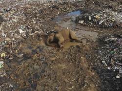 Sedih Banget! Makin Banyak Gajah Mati Akibat Makan Sampah Plastik