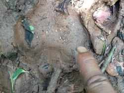 Harimau Masuk Permukiman Warga di Mukomuko Bengkulu, 5 Sapi Dimangsa