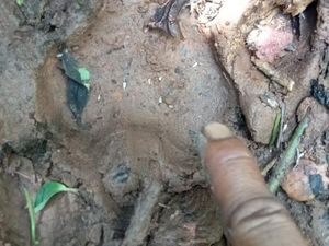 Harimau Masuk Permukiman Warga di Mukomuko Bengkulu, 5 Sapi Dimangsa