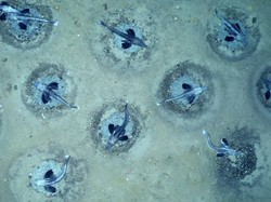 Kaget! Jutaan Ikan Aneh Ditemukan di Dalam Es Antartika