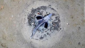 Penampakan Jutaan Ikan Transparan di Bawah Es Antartika