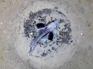 Penampakan Jutaan Ikan Transparan di Bawah Es Antartika Penampakan Jutaan Ikan Transparan di Bawah Es Antartika