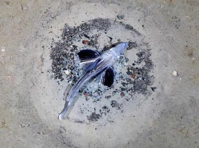 Penampakan Jutaan Ikan Transparan di Bawah Es Antartika