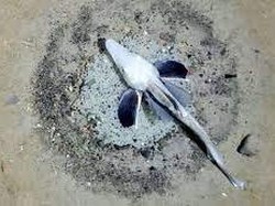 Penampakan Jutaan Sarang Ikan Aneh di Dasar Laut Antartika