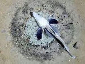 Penampakan Jutaan Sarang Ikan Aneh di Dasar Laut Antartika Penampakan Jutaan Sarang Ikan Aneh di Dasar Laut Antartika