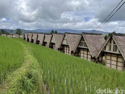 Ciptagelar, Ada Nasi Organik Istimewa, Tak Dijual dan Gratis buat Tamu