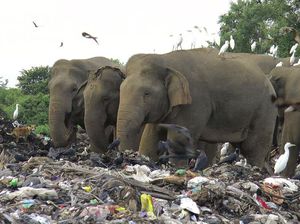 Miris, Gajah di Sri Lanka Makan Sampah Plastik, Puluhan Ekor Mati
