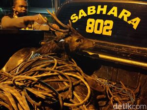 Penyelamatan Rusa Terjebak di Gorong-gorong Mojokerto Berlangsung Dramatis