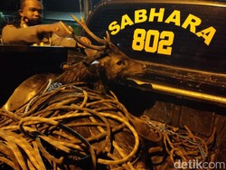Penyelamatan Rusa Terjebak di Gorong-gorong Mojokerto Berlangsung Dramatis