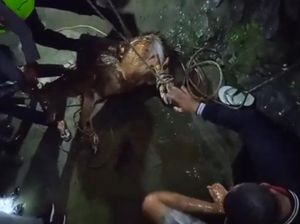 Dramatis, Penyelamatan Rusa Terjebak di Gorong-gorong