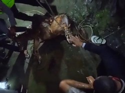 Dramatis, Penyelamatan Rusa Terjebak di Gorong-gorong