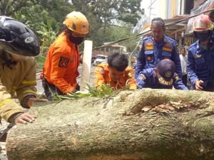 Pohon Besar Tumbang Tutup Jalan Alternatif Sukabumi-Cicurug