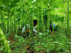 Porang Jadi Komoditas Andalan Penopang Ekonomi Ponpes di Ponorogo