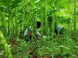 Porang Jadi Komoditas Andalan Penopang Ekonomi Ponpes di Ponorogo