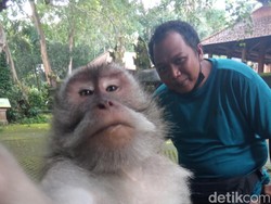 Selfie Ikonik Bersama Monyet, Ini Caranya!