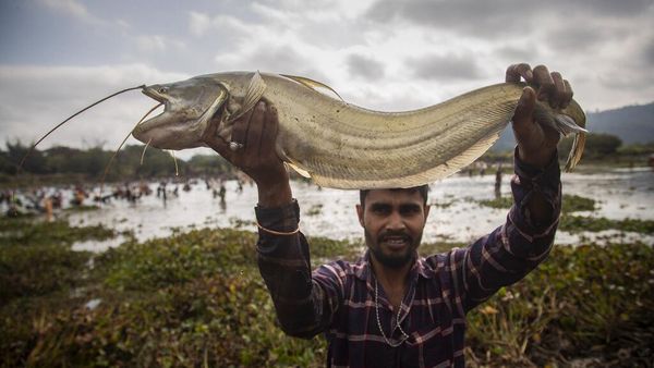 Unik! Begini Cara Warga di India Merayakan Festival Panen
