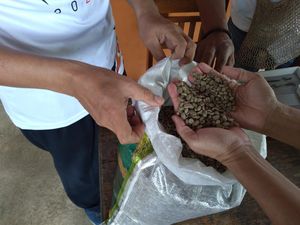 Sabar, Ya! Penerbangan Sulit Masuk Pedalaman, Stok Kopi Papua Minim Sabar, Ya! Penerbangan Sulit Masuk Pedalaman, Stok Kopi Papua Minim