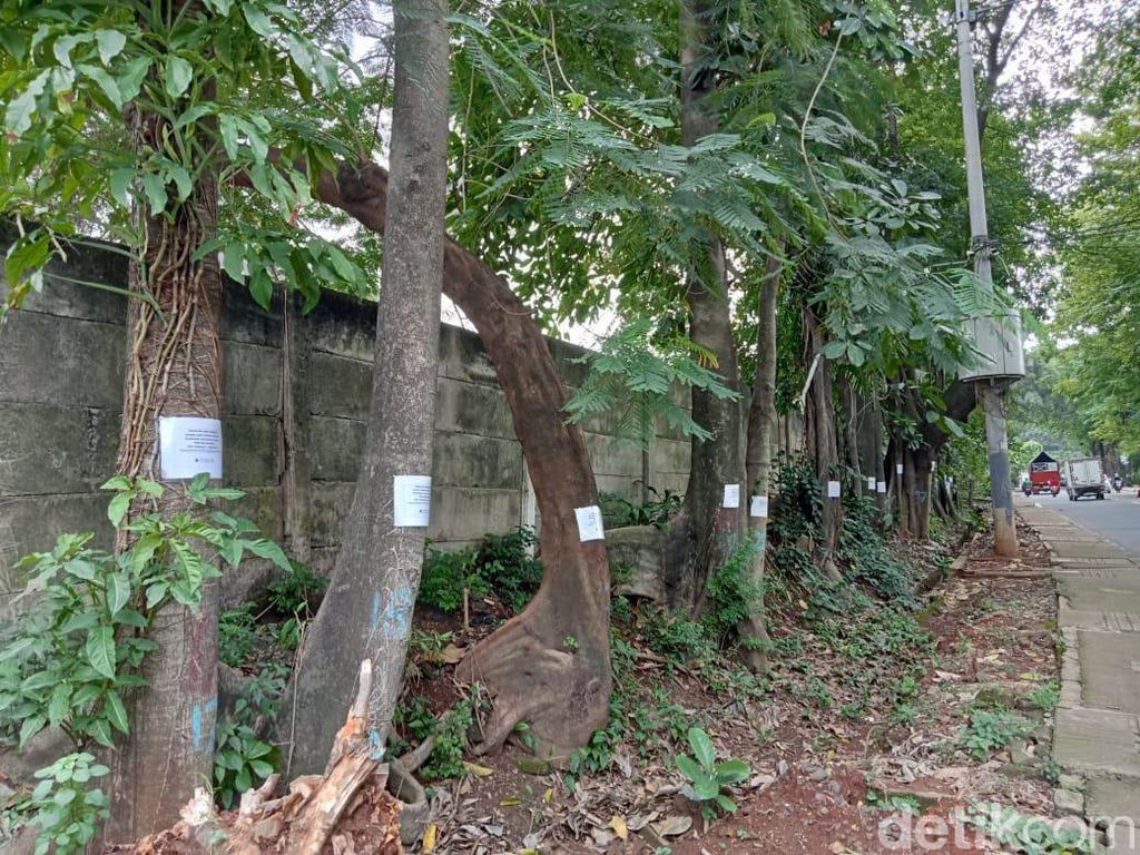 Pohon-pohon Jl Fatmawati Jaksel Ini Bakal Ditebang demi Pelebaran Jalan
