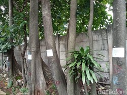 Pepohonan Jl Fatmawati Akan Ditebang demi Pelebaran Jalan, Ini Kata Warga