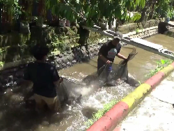 Warga Lumajang Budi Daya Ikan, Sungai Jadi Bersih dan Cuan Masuk Kantong