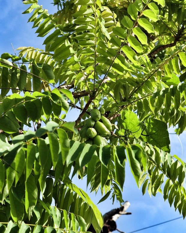 Resep Rahasia Kecantikan ala Perempuan Baduy
