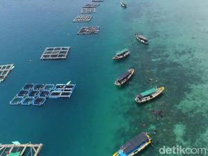 Cuan Banget, Omzet Budi Daya Ikan Kerapu Keramba di Gili Ketapang Rp 500 Juta