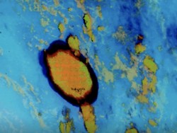 Gambaran Efek Letusan Gunung Berapi Bawah Laut di Tonga