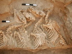 Misteri Hewan Hybrid Pertama di Dunia Terungkap