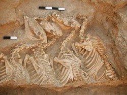 Misteri Hewan Hybrid Pertama di Dunia Terungkap