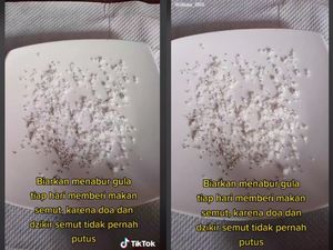 Wanita Ini Rutin Beri Gula Sebagai Pakan Semut Agar Dapat Berkah
