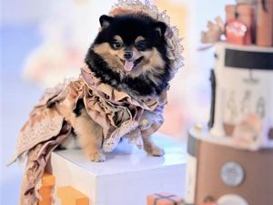 Ultah Anjing di Surabaya Habiskan Rp 100 Juta Lebih, Ini Alasan Pemilik Ultah Anjing di Surabaya Habiskan Rp 100 Juta Lebih, Ini Alasan Pemilik