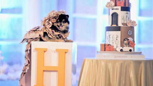 Mewah! Ultah Anjing Ini Habiskan Uang Ratusan Juta Rupiah