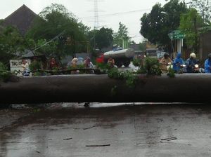 Angin Kencang Tumbangkan Pohon Besar di Pasuruan, Jalan Tertutup Total