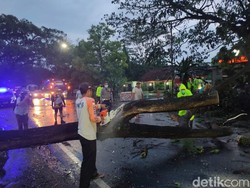 Pohon Tumbang Sempat Tutup Jalan Nasional Trenggalek-Tulungagung