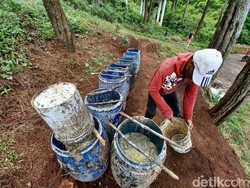 Susul Sawit, Harga Karet di Riau Juga Naik