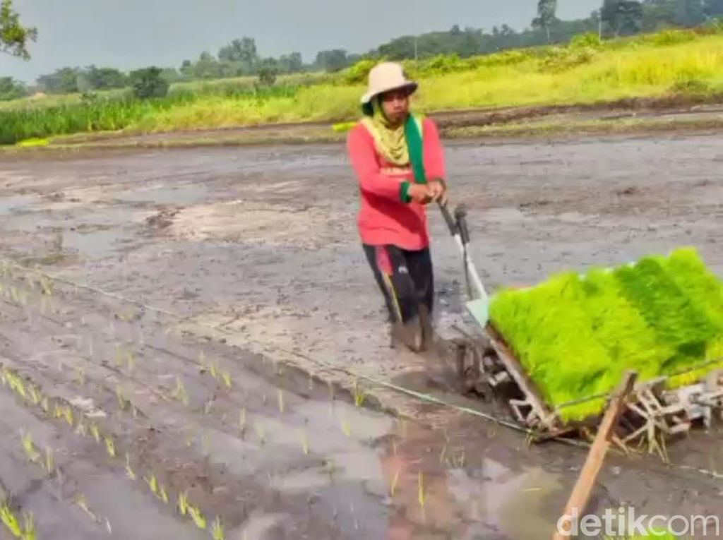 Keren! Petani Pasuruan Ini Ciptakan Alat Tanam Padi dari Mesin Potong Rumput